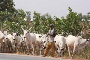 fulani-grazing