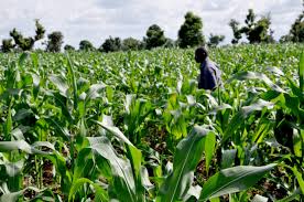 BOA disburses N21.5 billion to Nigerian farmers