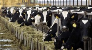 U.S. dairy farms in crisis as milk prices turn sour