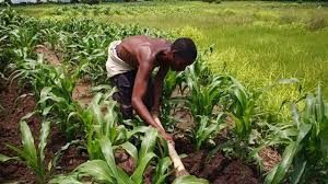 Farming Ogun