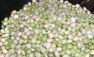 Pigeon-Peas