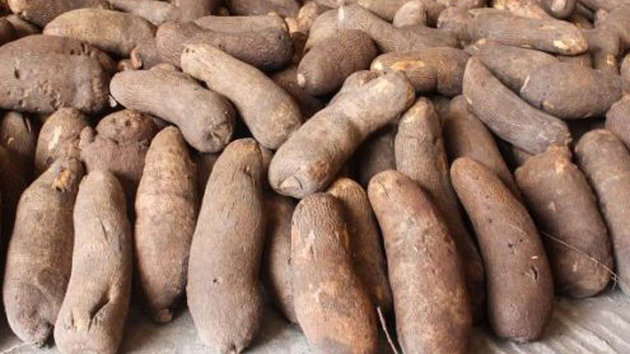Nigeria to begin yam export to Europe, U.S. June 29