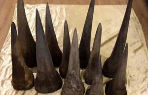 Rhino-Horns-TVCNews