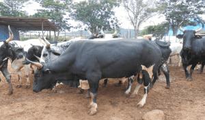 Cattle-Breeding-TVCNews