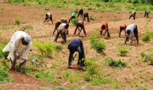 Farmers-in-Nigeria-tvcnews
