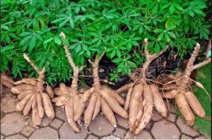 Cassava-Shrubs – TVC