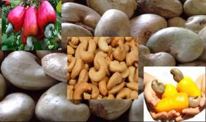 CASHEW EXPORT BUSINESS