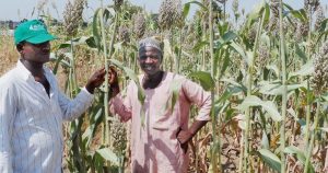 Farmer participatory evaluation of sorghum tvc
