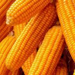 maize-farming-TVCNews