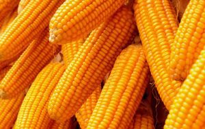 maize-farming-TVCNews