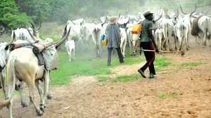 Herdsmen-TVCNews-Kikan