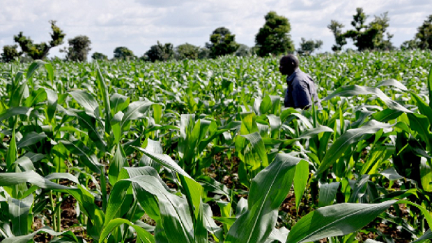 CBN to give farmers 5% interest loan