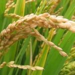 Wheat-Bauchi-TVCNews