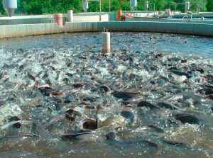 fish-farming-TVCNews