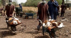 bird-flu-nigeria-620×330