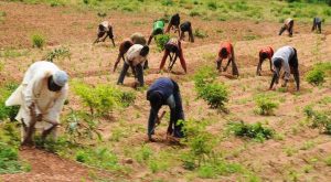 Farmers-in-Nigeria – TVC