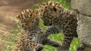 Cub Leopard