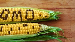 Maize GMO