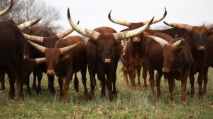 Grazing reserve Katsina