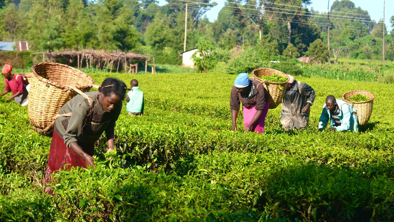 Agriculture