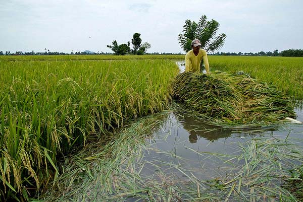 More than 1,000 hectares of rice farms destroyed by flood in Katsina