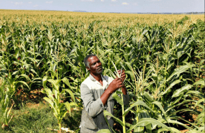 Maize production