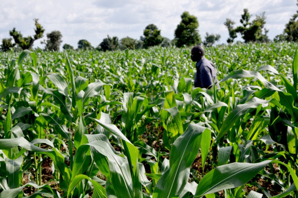 Farming-Nigeria
