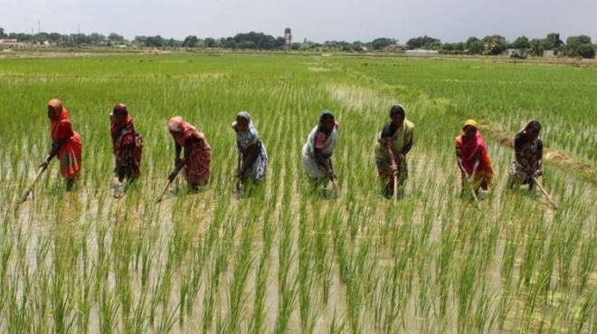 8,000 rice farmers benefit from Anchor borrower scheme in Kebbi