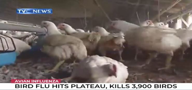 bird flu hits plateau