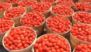 tomato industry