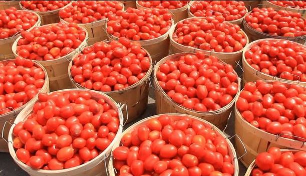 tomato industry