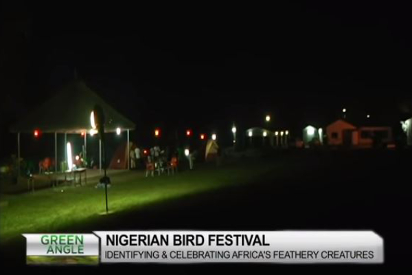 Nigerian Bird Festival