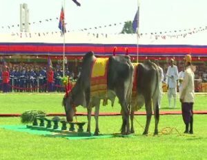 Cambodia oxen