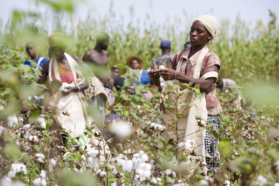 Zimbabwean cotton farmers seek payment in Forex