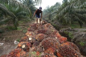 Palm oil