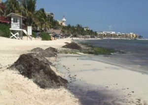 Mexico seaweed