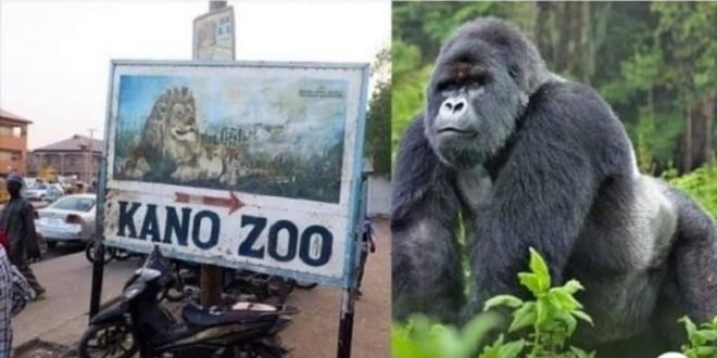 Kano zoo