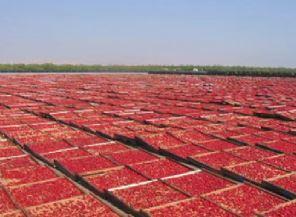 Tomato dryer