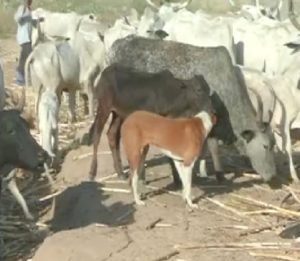 Seven-man committee recommends Dansoshiya forest in Kano for rural grazing project