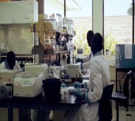 FG to invest in genetically engineered technology for food security