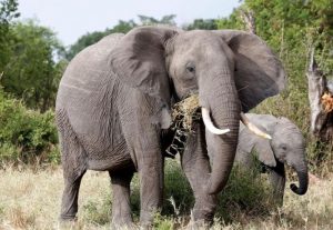 kp4wplpwflpfplapclp[l