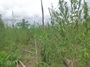 NDLEA discovers Cannabis Sativa farm in Oluyole