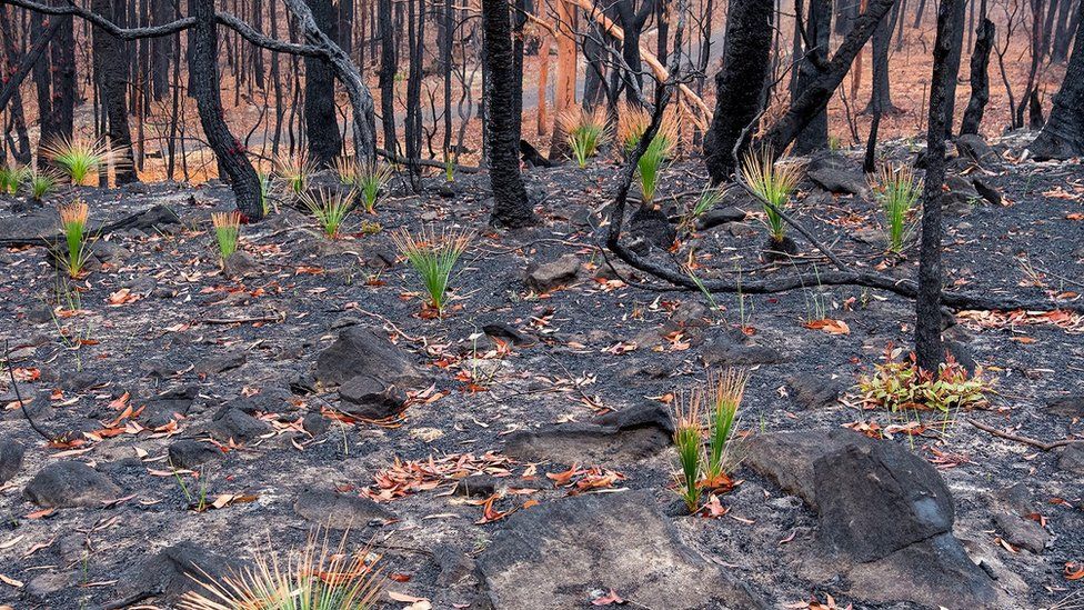 Australia fires Plants photographed regrowing in ashes Trending News