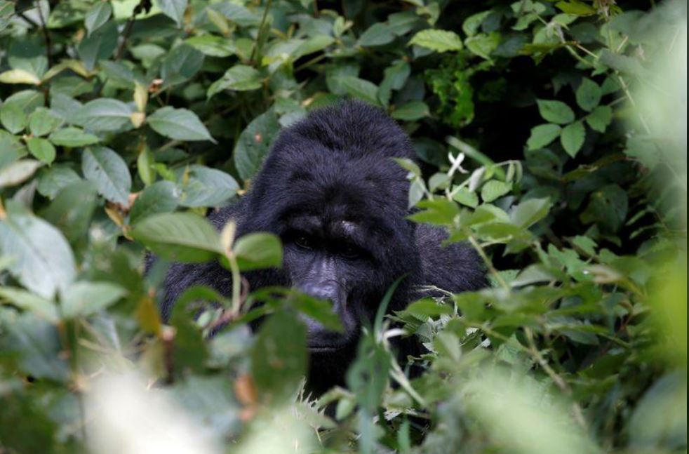 25-year-old Ugandan gorilla killed at UNESCO park