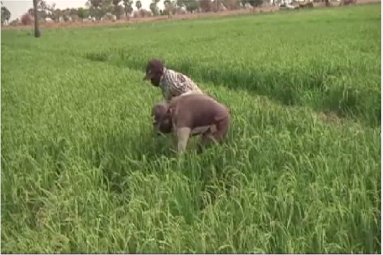 22,000 Soyabean farmers get N500m soft loan in Taraba