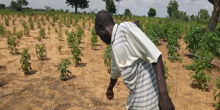Sokoto to plant two million trees to fight desert encroachment