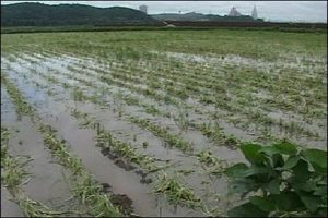 Flood-Destroys-Farmland_750x499