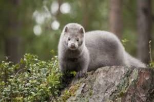 New Project – 2020-12-15T095250.982