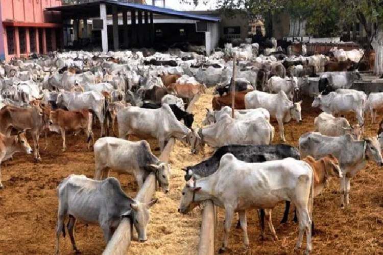 Herder crisis: Six States reject FG’s grazing reserves scheme