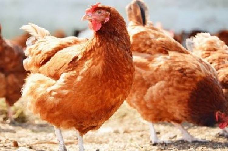 Easter: Cross River sells subsidised chickens to residents